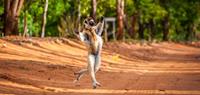 Find lemurs in Madagascar on a family holiday - World Expeditions